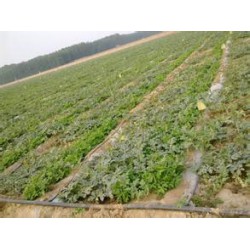 萊蕪內(nèi)鑲貼片式滴灌廠家|內(nèi)鑲貼片式滴灌質(zhì)優(yōu)價(jià)優(yōu)