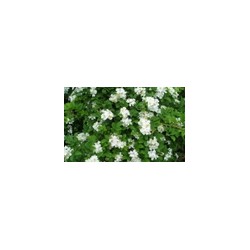 泰安薔薇供應基地哪家好——薔薇批發(fā)