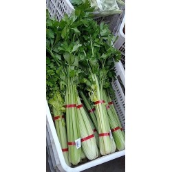 蔬菜捆扎機，小型扎把機，蒜苔捆扎，蒜苔束帶，昆勁小型捆扎機